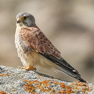 Eurasian Kestrel